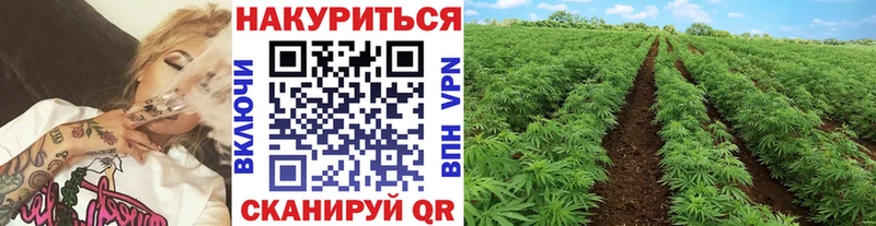 Псилоцибиновые грибы Котовск