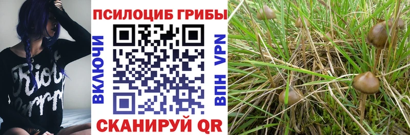 blacksprut ССЫЛКА  Котовск  Псилоцибиновые грибы Psilocybine cubensis  как найти наркотики 