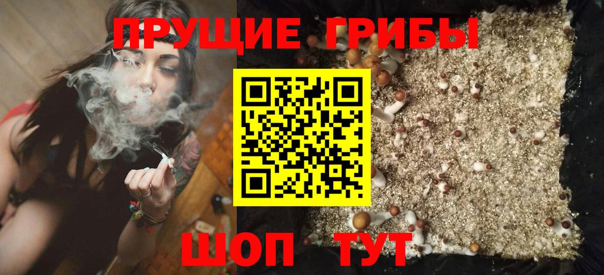 Псилоцибиновые грибы Psilocybine cubensis Котовск